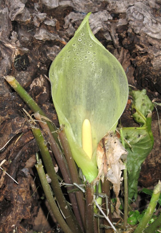 Arum italicum / Gigaro chiaro